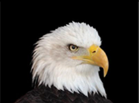 SEM Eagle